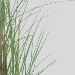 Planten|Tuinplanten-Plant in a Box Prachtriet - Set van 2 - Miscanthus 'Gracillimus' - Hoogte 40-60cm - ⌀23cm