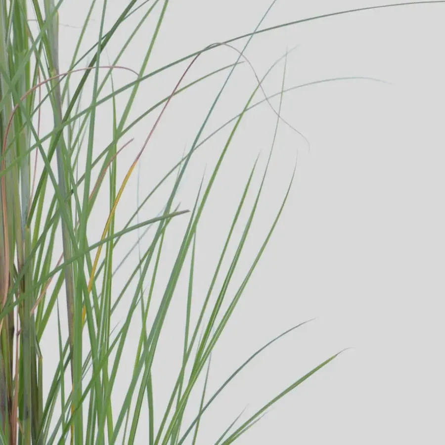 Planten|Tuinplanten-Plant in a Box Prachtriet - Set van 2 - Miscanthus 'Gracillimus' - Hoogte 40-60cm - ⌀23cm
