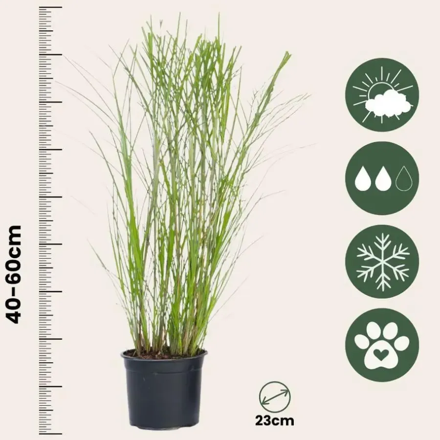Planten|Tuinplanten-Plant in a Box Prachtriet - Set van 2 - Miscanthus 'Gracillimus' - Hoogte 40-60cm - ⌀23cm