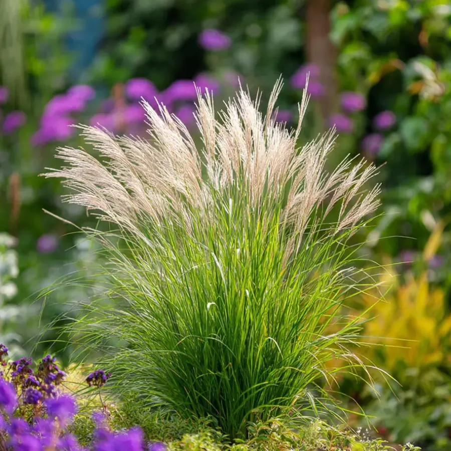 Planten|Tuinplanten-Plant in a Box Prachtriet - Set van 2 - Miscanthus 'Gracillimus' - Hoogte 40-60cm - ⌀23cm