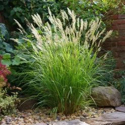 Planten|Tuinplanten-Plant in a Box Prachtriet - Set van 2 - Miscanthus 'Gracillimus' - Hoogte 40-60cm - ⌀23cm