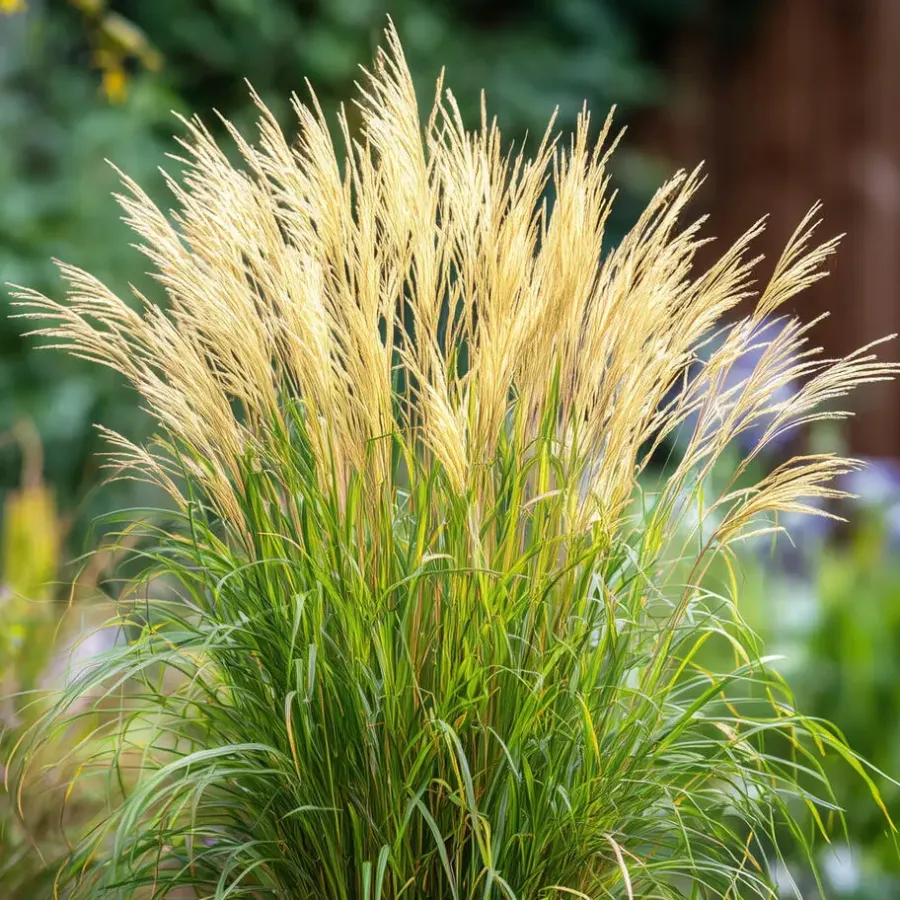 Planten|Tuinplanten-Plant in a Box Prachtriet - Set van 2 - Miscanthus 'Gracillimus' - Hoogte 40-60cm - ⌀23cm