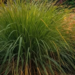 Planten|Tuinplanten-Plant in a Box Prachtriet - Set van 2 - Miscanthus 'Gracillimus' - Hoogte 40-60cm - ⌀23cm