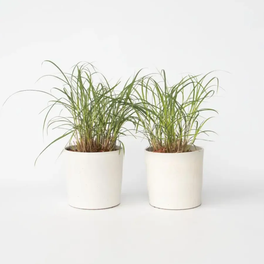 Planten|Tuinplanten-Plant in a Box Prachtriet - Set van 2 - Miscanthus 'Red Chief' - Hoogte 40-60cm - ⌀23cm