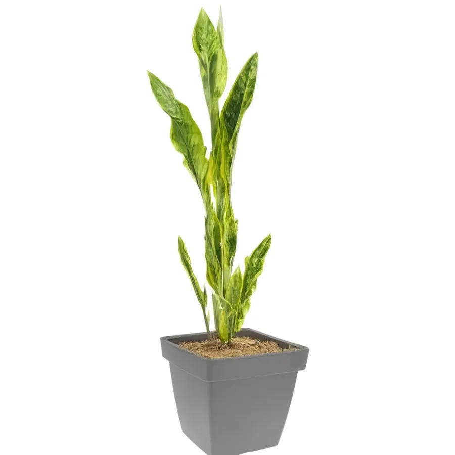Bloempotten-Pro Garden Plantenpot - grijs - D39 x H35 cm - kunststof