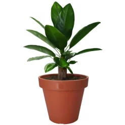 Bloempotten-Pro Garden Plantenpot - kunststof - terracotta - D60 x H55 cm