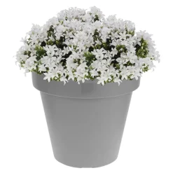 Prosperplast Bloempot - D50 x H42 cm - lichtgrijs - kunststof