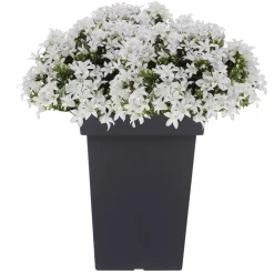 Prosperplast Bloempot - kunststof - antraciet - 29 x 44 cm
