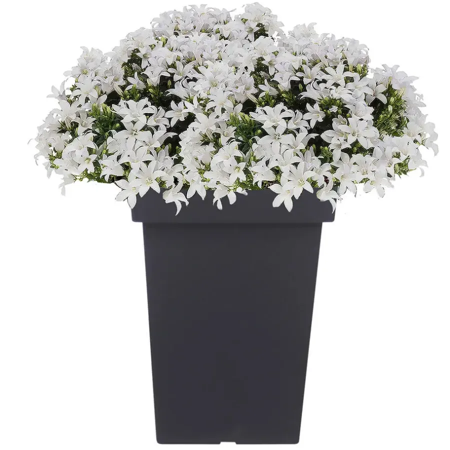 Prosperplast Bloempot - kunststof - antraciet - 29 x 44 cm