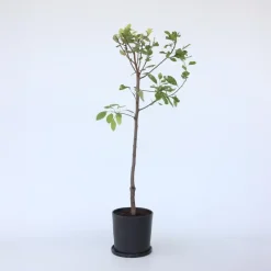 Plant in a Box Pruimenboom - Prunus domestica 'Opal' - Hoogte 90-100cm - ⌀21cm