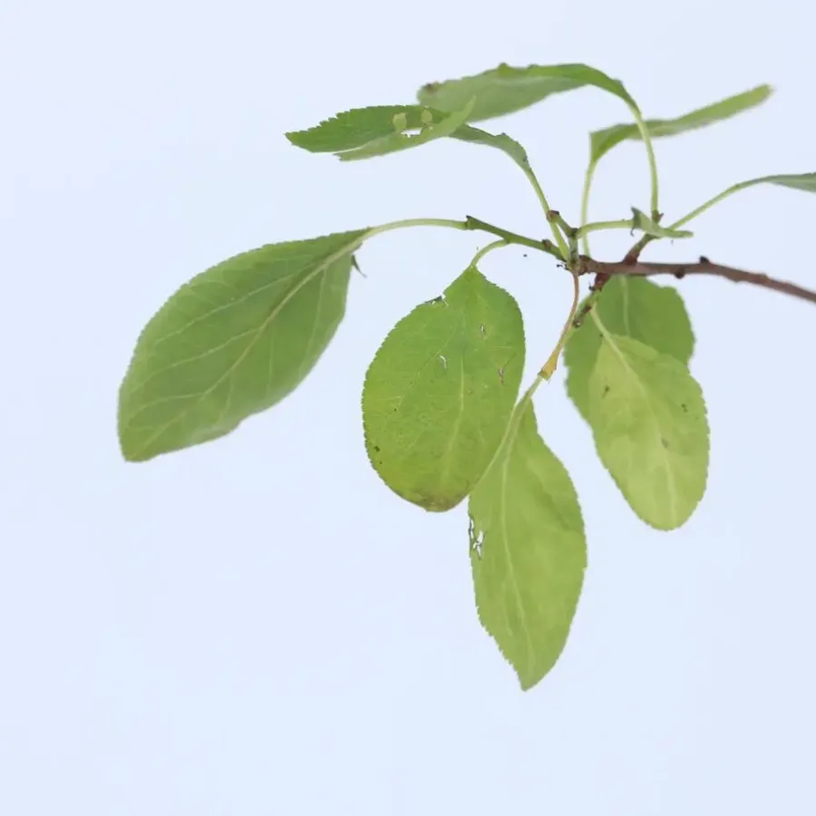 Plant in a Box Pruimenboom - Prunus domestica 'Opal' - Hoogte 90-100cm - ⌀21cm