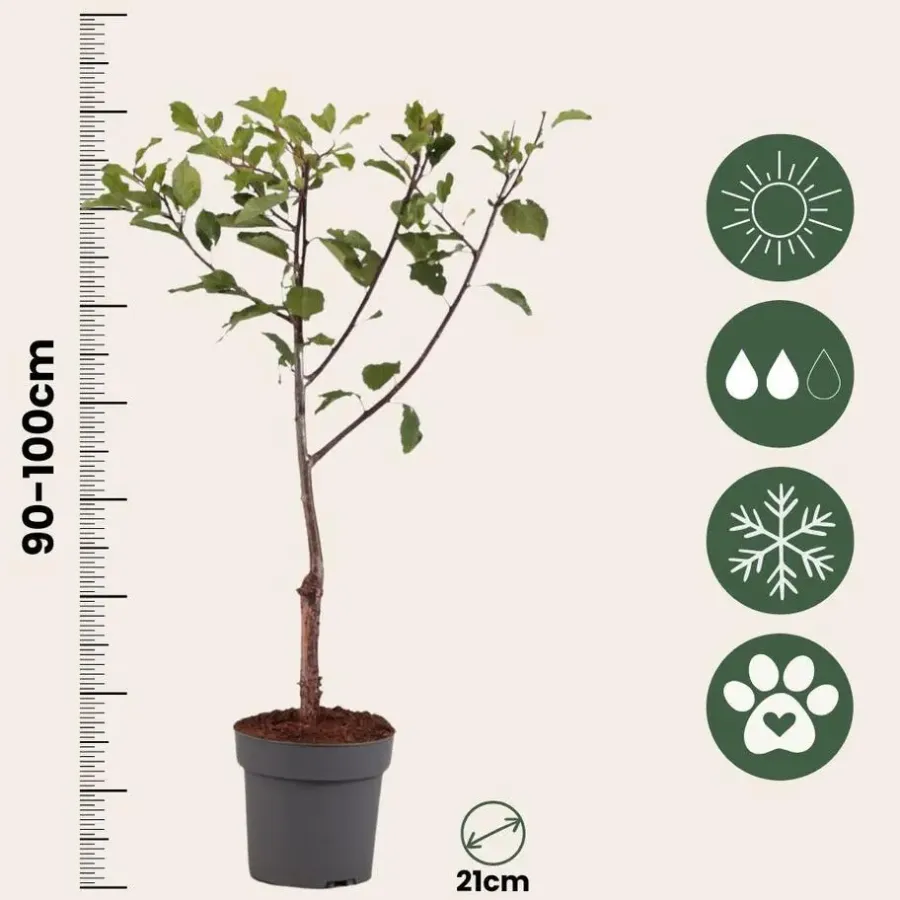 Plant in a Box Pruimenboom - Prunus domestica 'Opal' - Hoogte 90-100cm - ⌀21cm