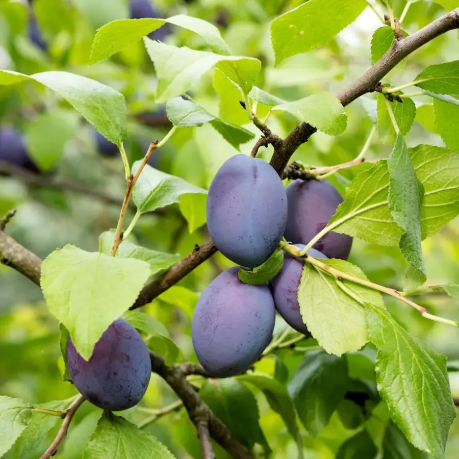 Plant in a Box Pruimenboom - Prunus domestica 'Opal' - Hoogte 90-100cm - ⌀21cm