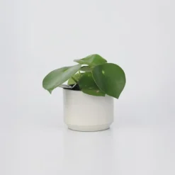 Plant in a Box Regendruppelplant - Peperomia polybotrya - Hoogte 20-30cm - ⌀12cm
