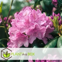 Plant in a Box Rhododendrons - Set van 3 - Rhododendron catawbiense - Hoogte 25-40cm - ⌀9cm