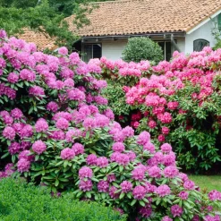 Plant in a Box Rhododendrons - Set van 3 - Rhododendron catawbiense - Hoogte 25-40cm - ⌀9cm