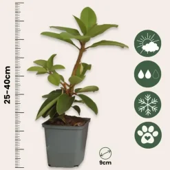 Plant in a Box Rhododendrons - Set van 3 - Rhododendron catawbiense - Hoogte 25-40cm - ⌀9cm