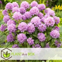 Plant in a Box Rhododendrons - Set van 3 - Rhododendron catawbiense - Hoogte 25-40cm - ⌀9cm