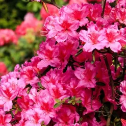 Plant in a Box Rhododendrons - Set van 3 - Rhododendron catawbiense - Hoogte 25-40cm - ⌀9cm