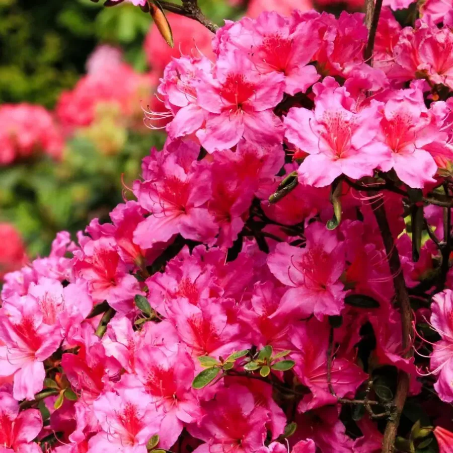 Plant in a Box Rhododendrons - Set van 3 - Rhododendron catawbiense - Hoogte 25-40cm - ⌀9cm