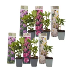 Plant in a Box Rhododendrons - Set van 6 - Rhododendron catawbiense - Hoogte 25-40cm - ⌀9cm