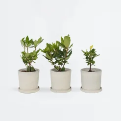 Plant in a Box Rhododendrons - Set van 6 - Rhododendron catawbiense - Hoogte 25-40cm - ⌀9cm
