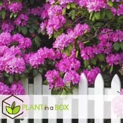 Plant in a Box Rhododendrons - Set van 6 - Rhododendron catawbiense - Hoogte 25-40cm - ⌀9cm