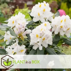 Plant in a Box Rhododendrons - Set van 6 - Rhododendron catawbiense - Hoogte 25-40cm - ⌀9cm