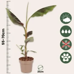 Tuinplanten-Plant in a Box Rode bananenplant - Musa sikkimensis Ever Red - Hoogte 55-70cm - ⌀21cm