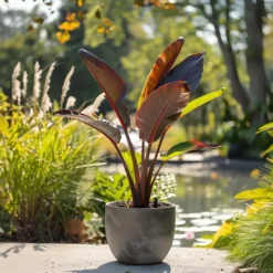 Tuinplanten-Plant in a Box Rode bananenplant - Musa sikkimensis Ever Red - Hoogte 55-70cm - ⌀21cm
