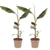 Plant in a Box Rode bananenplant - Set van 2 - Ensete ventricosum - Hoogte 55-70cm - ⌀21cm