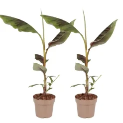 Plant in a Box Rode bananenplant - Set van 2 - Ensete ventricosum - Hoogte 55-70cm - ⌀21cm