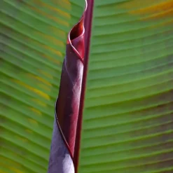 Plant in a Box Rode bananenplant - Set van 2 - Ensete ventricosum - Hoogte 55-70cm - ⌀21cm