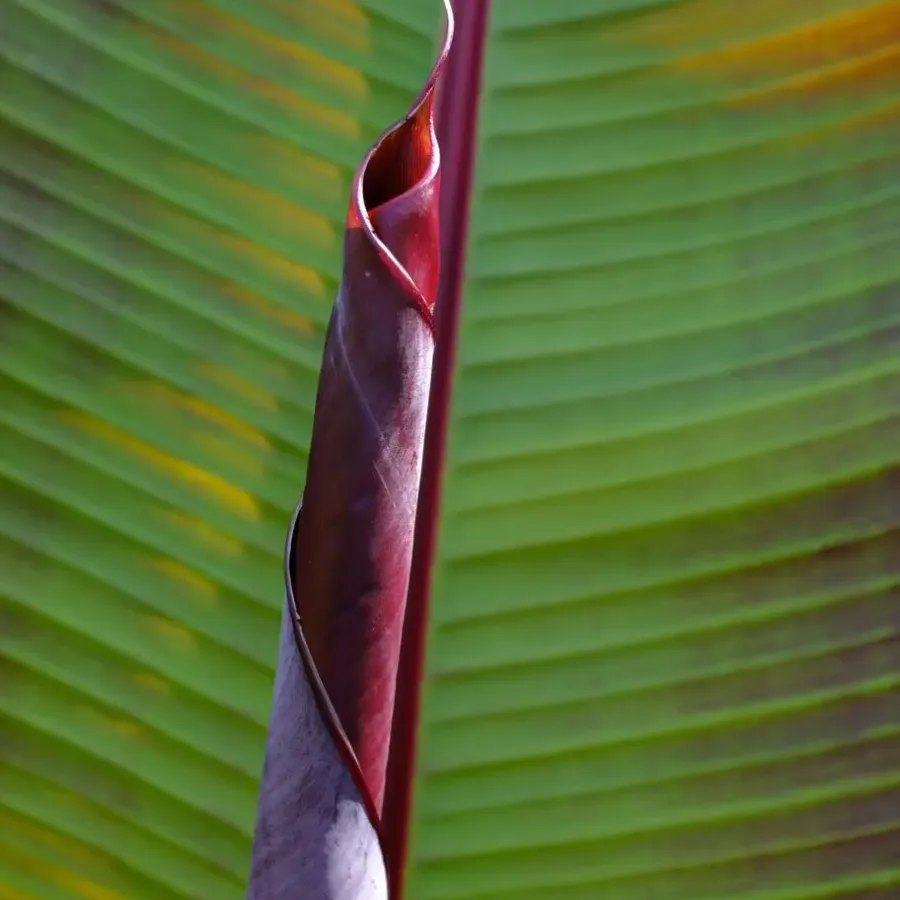 Plant in a Box Rode bananenplant - Set van 2 - Ensete ventricosum - Hoogte 55-70cm - ⌀21cm