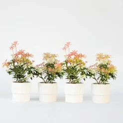 Planten-Plant in a Box Rotsheide - Set van 4 - Pieris 'Forest Flame' - Hoogte 25-40cm - ⌀17cm