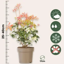 Planten-Plant in a Box Rotsheide - Set van 4 - Pieris 'Forest Flame' - Hoogte 25-40cm - ⌀17cm