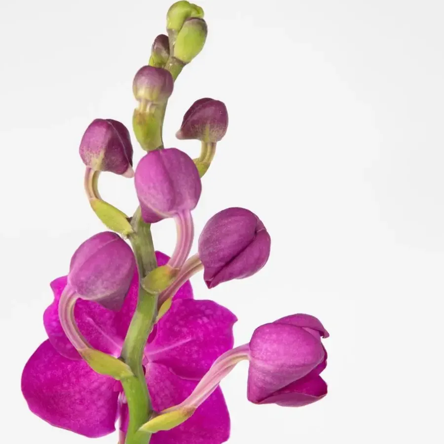 Plant in a Box Roze Orchidee L - Vanda 'Pink' - Hoogte 55-65cm