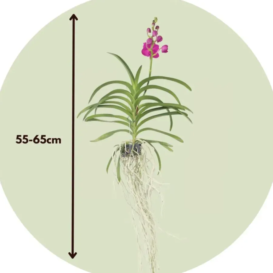 Plant in a Box Roze Orchidee L - Vanda 'Pink' - Hoogte 55-65cm