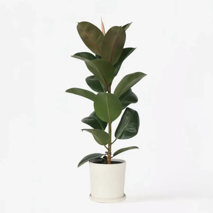 Plant in a Box Rubberplant - Ficus Elastica 'Robusta' - Hoogte 75-100cm - ⌀24cm