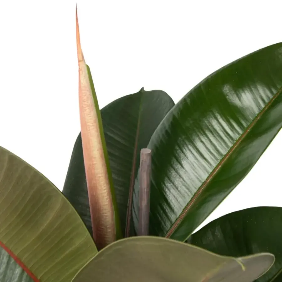 Plant in a Box Rubberplant - Ficus Elastica 'Robusta' - Hoogte 75-100cm - ⌀24cm