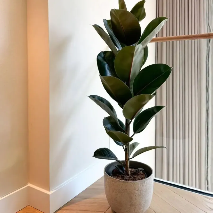 Plant in a Box Rubberplant - Ficus Elastica 'Robusta' - Hoogte 75-100cm - ⌀24cm