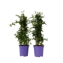 Planten|Tuinplanten-Plant in a Box Sering - Set van 2 - Ceanothus Repens - Hoogte 60-70cm - ⌀17cm