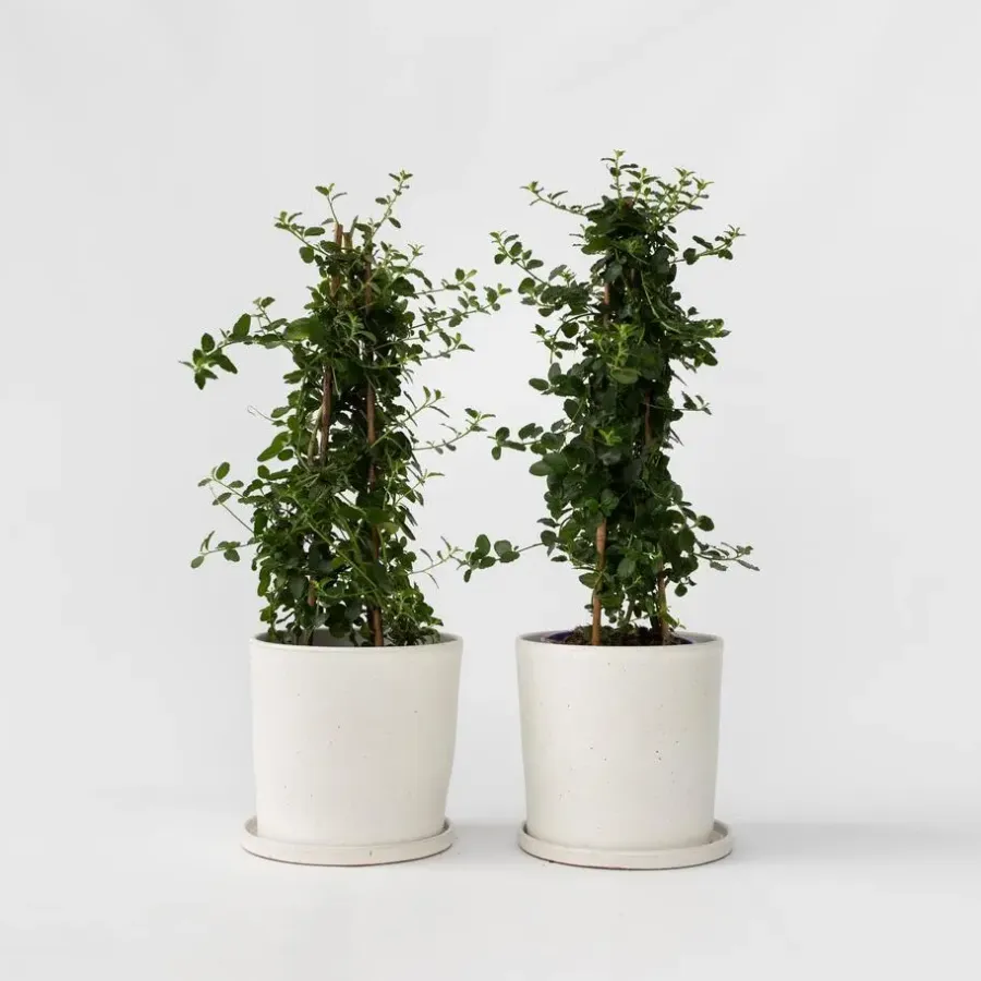 Planten|Tuinplanten-Plant in a Box Sering - Set van 2 - Ceanothus Repens - Hoogte 60-70cm - ⌀17cm