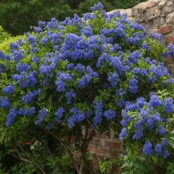 Planten|Tuinplanten-Plant in a Box Sering - Set van 2 - Ceanothus Repens - Hoogte 60-70cm - ⌀17cm