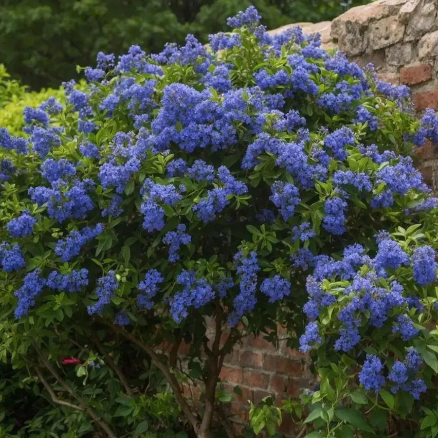 Planten|Tuinplanten-Plant in a Box Sering - Set van 2 - Ceanothus Repens - Hoogte 60-70cm - ⌀17cm