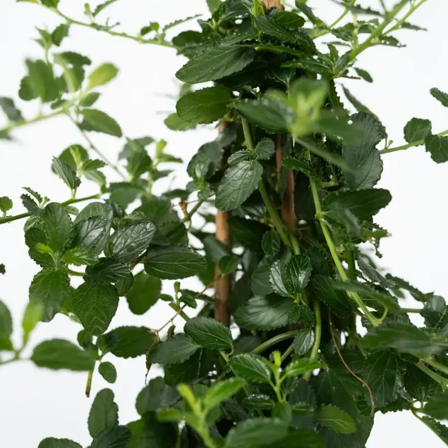 Planten|Tuinplanten-Plant in a Box Sering - Set van 2 - Ceanothus Repens - Hoogte 60-70cm - ⌀17cm