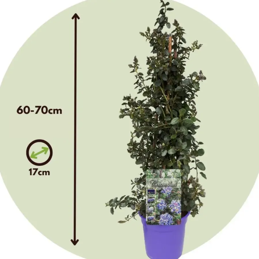 Planten|Tuinplanten-Plant in a Box Sering - Set van 2 - Ceanothus Repens - Hoogte 60-70cm - ⌀17cm