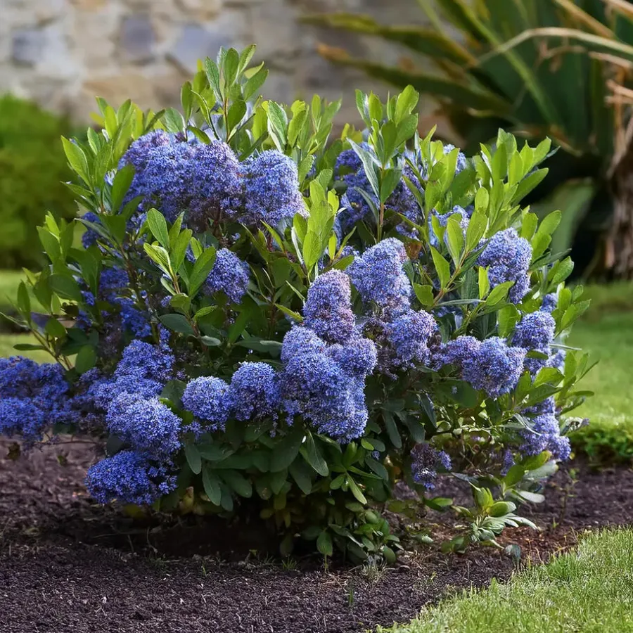 Planten|Tuinplanten-Plant in a Box Sering - Set van 2 - Ceanothus Repens - Hoogte 60-70cm - ⌀17cm
