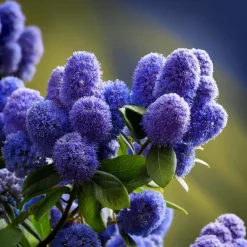 Planten|Tuinplanten-Plant in a Box Sering - Set van 2 - Ceanothus Repens - Hoogte 60-70cm - ⌀17cm