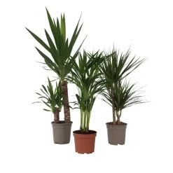 Kamerplanten-Plant in a Box Set grote kamerpalmen - Set van 3 - Indoor Palmmix XL - Hoogte 70-90cm - ⌀17cm
